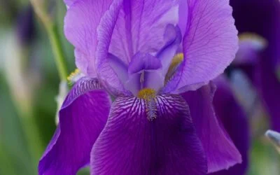 IRIS IN PERFUMERY: WHY A RAW MATERIAL SHOULD NOT BECOME A TREND